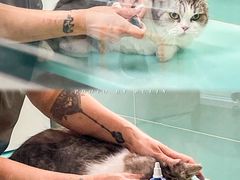 -猫宠乐园·专业洗护