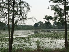 -大湾区中央湿地公园