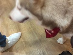 -Husky Go! 哈士奇体验馆·宠物咖啡厅狗咖