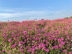 -径山花海