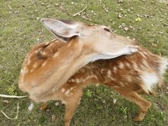 -金鸡湖桃花岛