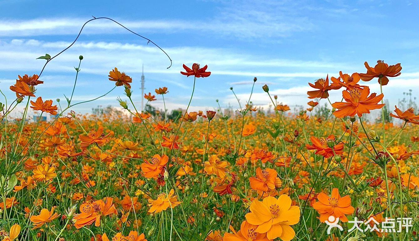 ☀️这个盛夏，遇见长沙的莫奈花园🌼