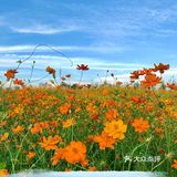 ☀️这个盛夏，遇见长沙的莫奈花园🌼
