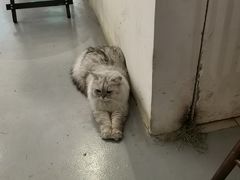 -猫友咖啡店(玉林西路店)