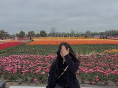 -荷兰花海
