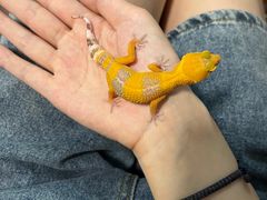 -酷以爬仙阁实体爬宠店·守宫·蜥蜴·专业繁育