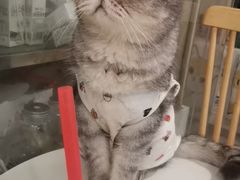-楼上猫咖(罗湖店)