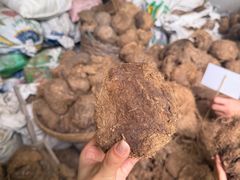 -大象粑粑造纸公园