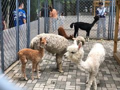 -长白岛森林公园