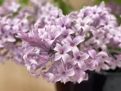 -n多寿司(滨湖万达广场店)