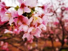 -天适樱花悠乐园