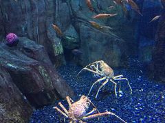 -迪拜水族馆及水下动物园