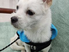 -佳雯宠物医院·皮肤科·内外科(春晓路分院)