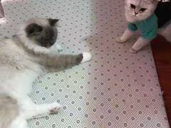 -东方名猫馆·英短金渐层布偶猫舍(环线广场1号楼店)