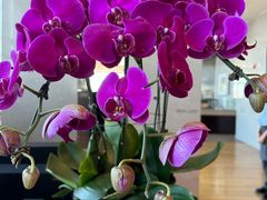 -视界美食自助餐厅·石家庄希尔顿酒店