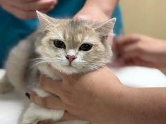 -宠颐生猫科·内科皮肤科(西平世纪城店)