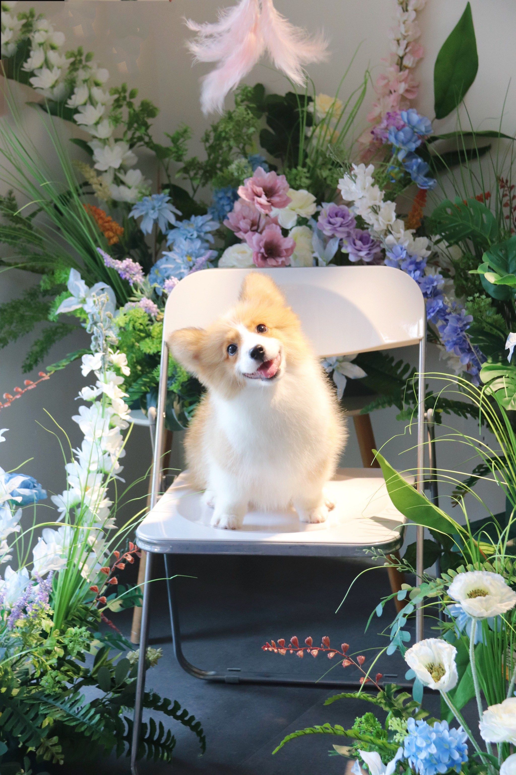 长沙这个宠物店老板不要太会拍!📷