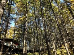 -苏木山森林公园