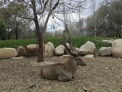 -北京野生动物园