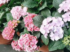 -华冠悠岚·庭院餐厅(青城后山店)