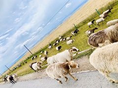 -青海湖国家重点风景名胜区