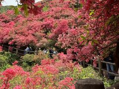 -木兰云雾山