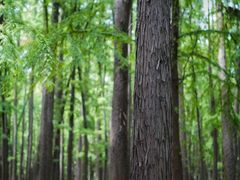 -上海共青森林公园