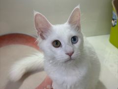 -青奢宠物·青奢猫舍