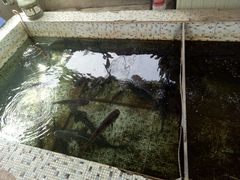 -望湖烤鱼