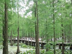 -池杉湖湿地公园