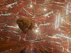 -多卡布奇宠物生活馆(上林世家店)