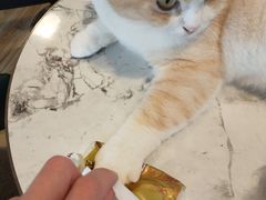 -遇见羊驼·奶狗咖·布偶猫咖·法斗柯基柴犬阿拉斯加(春熙路太古里IFS店)
