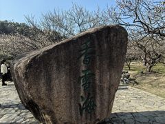 -香雪海