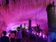 -广西壮族自治区药用植物园