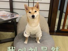 -逗柴咖啡屋·狗咖猫咖宠物桌游