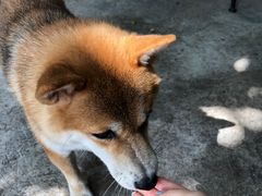 -柴犬高等学院·狗咖·柴犬售卖·宠物训练