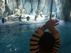 -帝企鹅自助餐厅•儿童岛•真企鹅(长隆企鹅酒店)