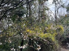 -樱桃山旅游景区