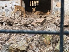 -大连森林动物园