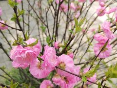 -宝鸡植物园