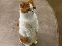 -飞行喵MR PILOT|猫舍·猫咖(静安大融城店)