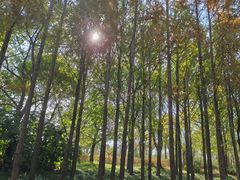 -上海长兴岛郊野公园