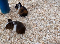 -萌宠亲子动物乐园(槐房万达店)