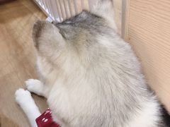 -Husky Go! 哈士奇体验馆·宠物咖啡厅狗咖