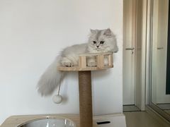 -FAELING PETS美天灵宠物(富力广场店)
