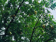 -悦哉·派对·草坪婚礼·围炉煮茶(三圣乡店)