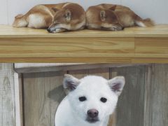 -柴源莊·柴小宠柴犬咖啡