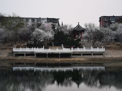 -桃花堤公园