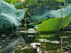 -荷塘月色湿地公园·向阳花洲