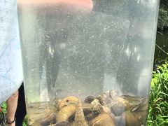 -上海滨江森林公园